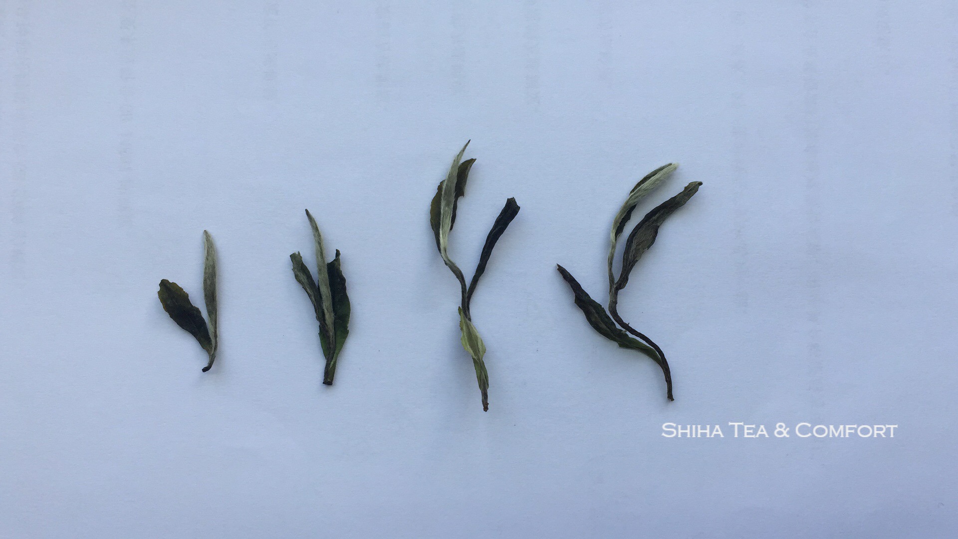 中国茶 白茶とは 種類 特徴比較 作り方 白毫銀針 白牡丹 貢眉 寿眉 Chinese White Tea Making Process Comparison Baihao Yinzhen Bai Mu Dan Gong Mei Shou Mei Shiha Teapot Shop Japanese Kyusu Teapot