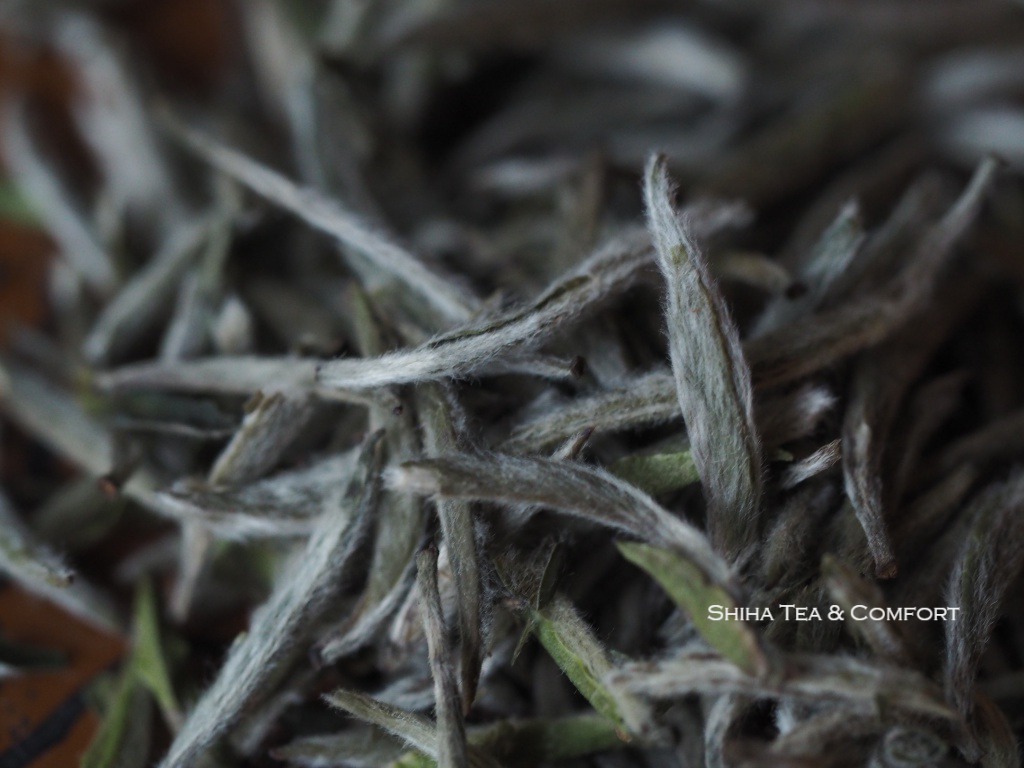 Chinese Tea Seminar (White tea  Jasmin Tea) at Nihon Pharmaceutical  University 日本薬科大学にて中国茶講座 「日常に取り入れる中国茶－白茶とジャスミン茶を知る」開催 | SHIHA TEAPOT SHOP -  Japanese Kyusu Teapot